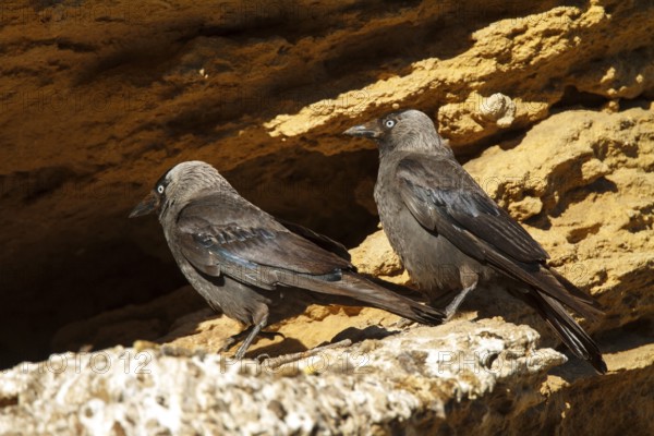 Western Jackdaw (Coloeus monedula), Andalusia, Spain