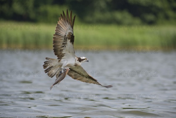 Western Osprey (Pandion haliaetus) flying, Mecklenburg-Western Pomerania, Germany