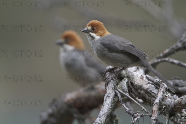 Rufous-eared Brushfinch (Atlapetes rufigenis), Central Highlands, Peru