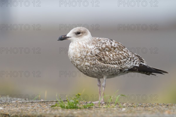 European Herring Gull (Larus argentatus), Schleswig-Holstein, Germany