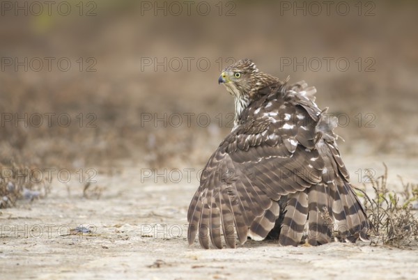 Cooper's Hawk (Accipiter cooperii) perched on the ground, Texas, USA