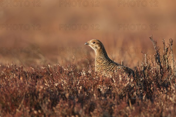 Black Grouse (Lyrurus tetrix) female, Sweden