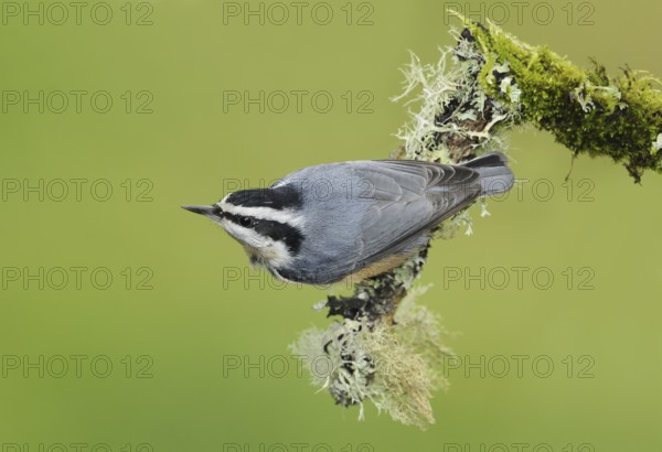 Red-breasted Nuthatch (Sitta canadensis), British Columbia, Canada