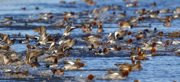 Eurasian Wigeon (Mareca penelope) group, Netherlands