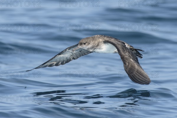 Black-vented Shearwater (Puffinus opisthomelas) flying, California, USA