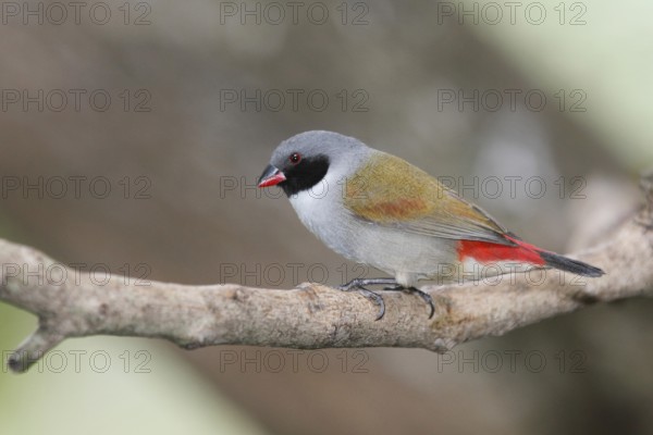 Swee Waxbill (Coccopygia melanotis), Western Cape, South Africa