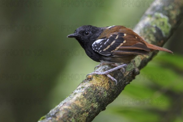 Southern Chestnut-tailed Antbird (Myrmeciza hemimelaena) perched on a branch in Manu National Park, Peru