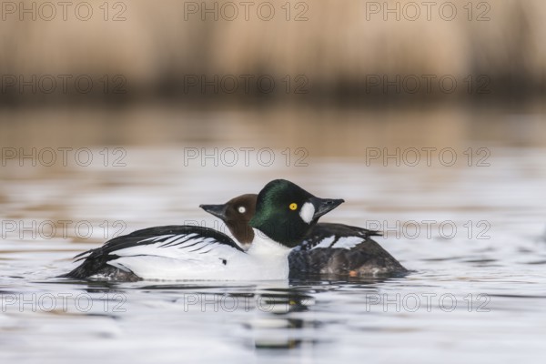 Common Goldeneye (Bucephala clangula) pair, Grisons, Switzerland