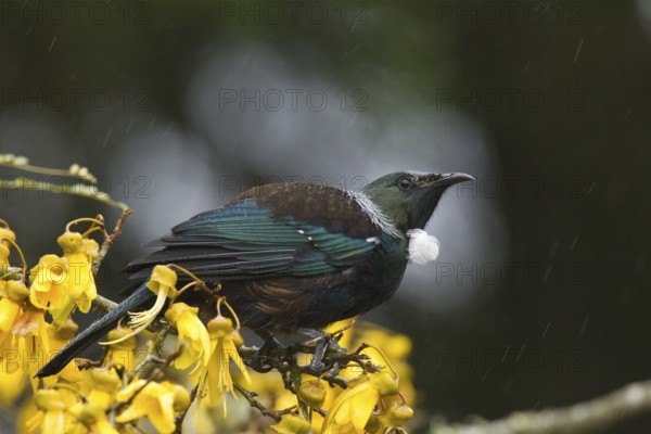 Tui on kowhai flowers in rain