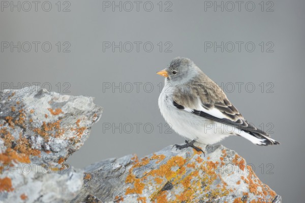 White-winged Snowfinch (Montifringilla nivalis), Valais, Switzerland