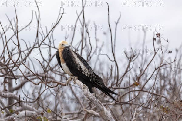 Frigatebirds (Fregatidae), Galapagos, Ecuador