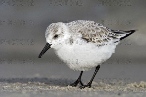 Sanderling (Calidris alba), New Jersey, USA