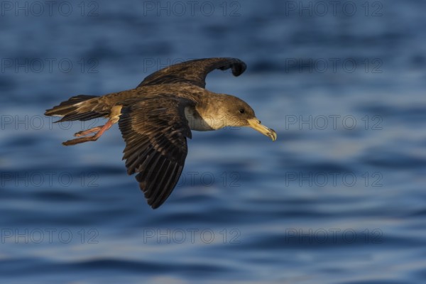 Cory's Shearwater (Calonectris borealis) flying, Eilat, Israel