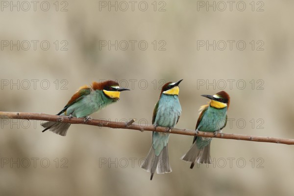 European Bee-eater (Merops apiaster), Piedmont, Italy