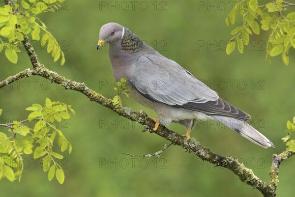 Band-tailed Pigeon (Patagioenas fasciata), British Columbia, Canada