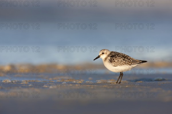 Sanderling (Calidris alba)
