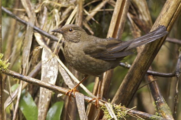 Glossy-black Thrush (Turdus serranus), Ecuador