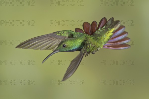 Green-breasted Mango (Anthracothorax prevostii), Costa Rica