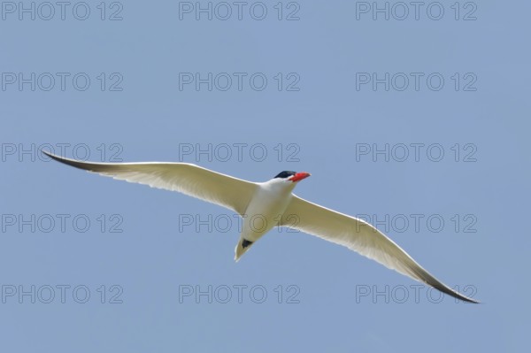 Caspian Tern (Hydroprogne caspia) male flying, Turkey