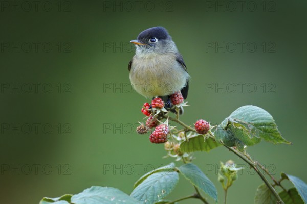 Black-capped flycatcher, Empidonax atriceps. Very small passerine bird in the tyrant flycatcher family, endemic to the highlands of Costa Rica. Small flycatcher sitting on red raspberry branch