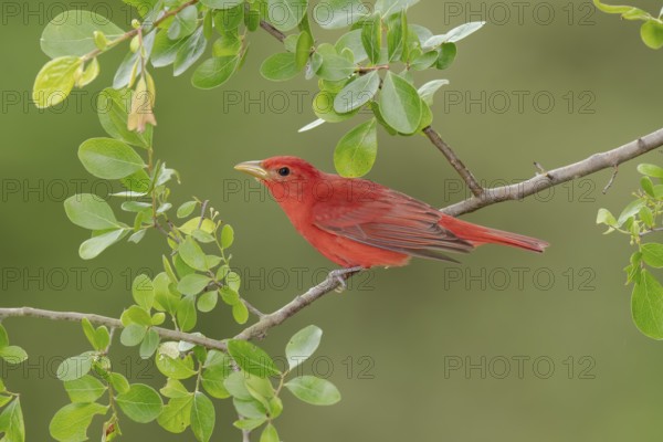 Summer Tanager (Piranga rubra) male perched on a branch, Texas, USA