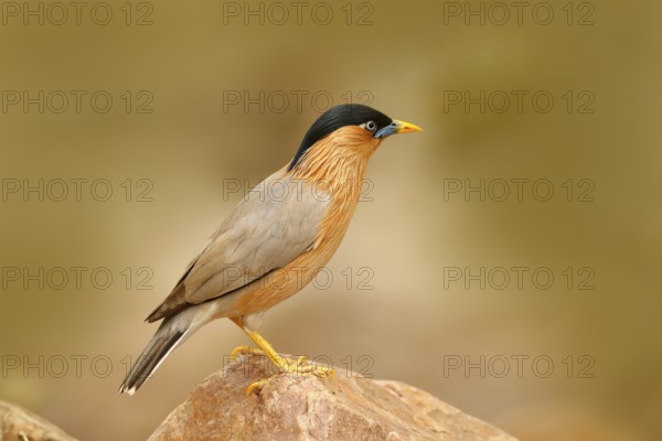 Wildlife India. Brahminy myna or brahminy starling, Sturnia pagodarum, bird from India. Myna sitting on the stone, clear background. Birdwatching in Asia. Nature holiday in Ranthambore, India