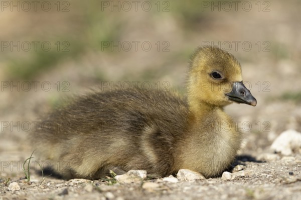 Greylag Goose (Anser anser) chick, Baden-Wuerttemberg, Germany