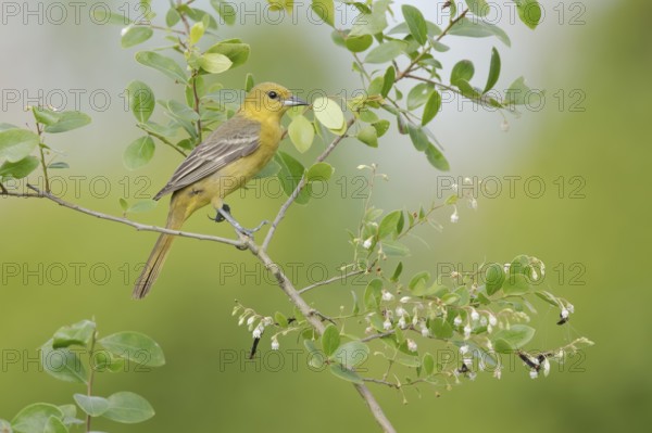 Orchard Oriole (Icterus spurius) female, Texas, USA