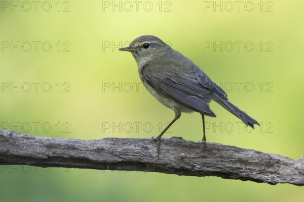 Common Chiffchaff (Phylloscopus collybita) perched on a branch, Lower Saxony, Germany