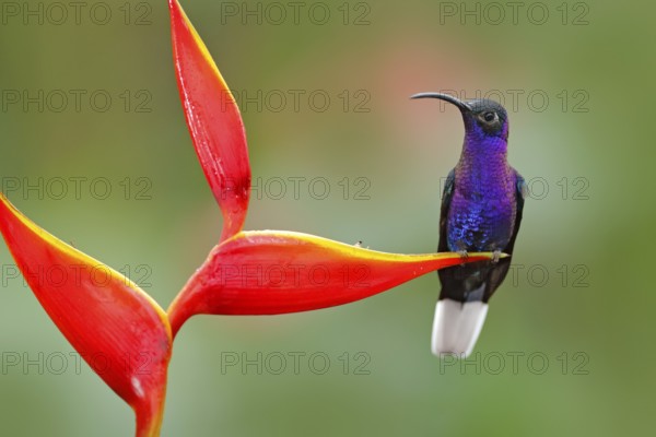 Tropic bird with red flower. Hummingbird, action wildlife scene from nature. Hummingbird from Costa Rica in tropic forest. Big blue bird Violet Sabrewing with blurred green background