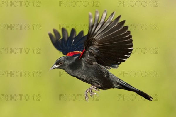 Red-winged Blackbird (Agelaius phoeniceus) male flying, Texas, USA