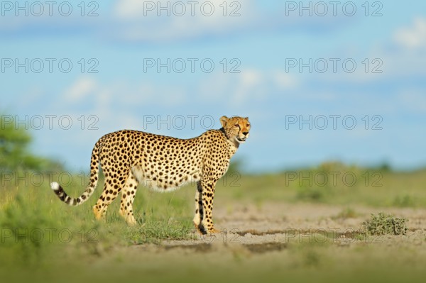 Cheetah in grass, blue sky with clouds. Spotted wild cat in nature habitat. Cheetah, Acinonyx jubatus, walking wild cat. Fastest mammal on the land, Botswana, Africa. African nature, wet season
