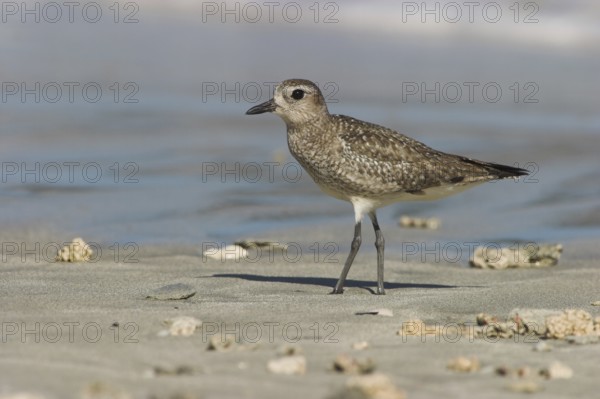 American Golden Plover (Pluvialis dominica), Costa Rica