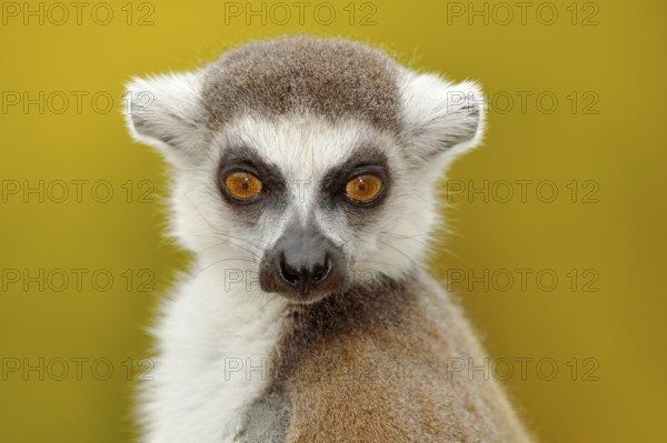 Detail portrait of cute monkey. Portrait of Ring-tailed Lemur, Lemur catta, with yellow clear background. Animal from Madagascar, Africa. Close-up photo of monkey