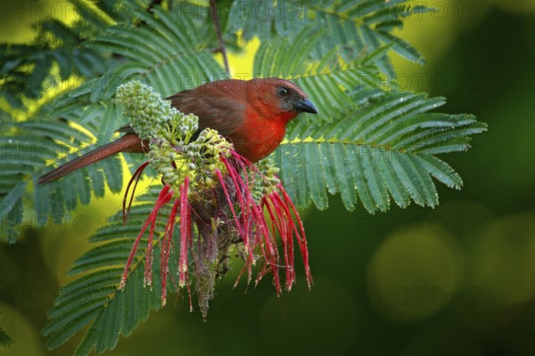 Red-throated Ant-Tanager, Habia fuscicauda, red bird in the nature habitat. Tanager sitting on the green palm tree. Birdwatching in Central America. Wildlife scene from nature, Belize. Red flower bird