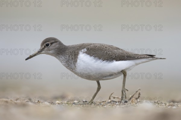 Common Sandpiper (Actitis hypoleucos), North Rhine-Westphalia, Germany