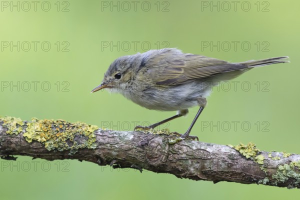 Common Chiffchaff (Phylloscopus collybita) perched on a branch, Lower Saxony, Germany