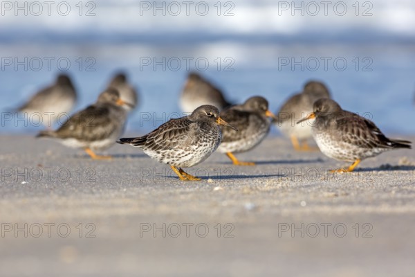 Purple Sandpiper (Calidris maritima), Schleswig-Holstein, Germany