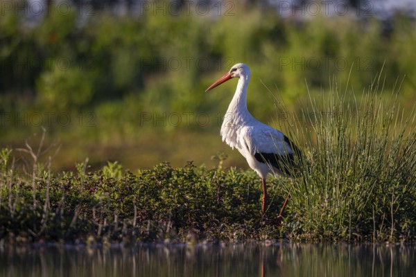 White Stork (Ciconia ciconia), North Rhine-Westphalia, Germany