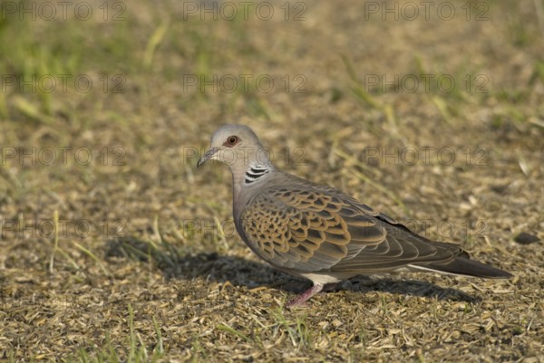 European Turtle Dove (Streptopelia turtur), Saxony, Germany