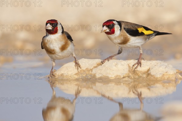 European Goldfinch (Carduelis carduelis), North Dalmatia, Croatia