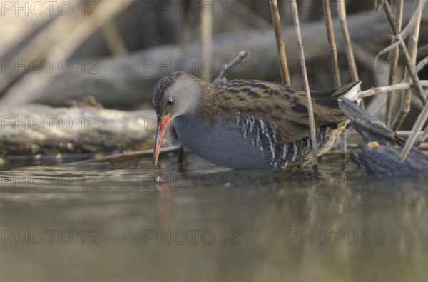 Water Rail (Rallus aquaticus), Saxony, Germany