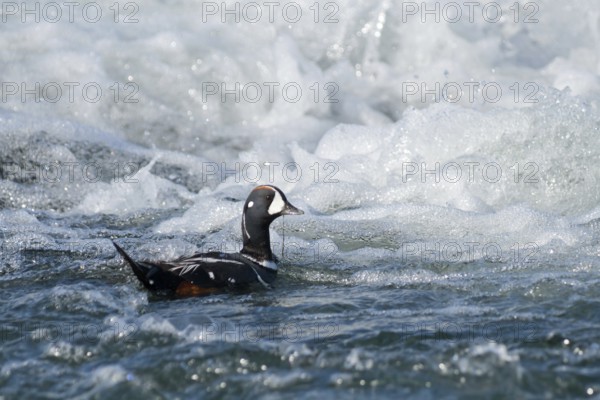 Harlequin Duck (Histrionicus histrionicus) male, Iceland