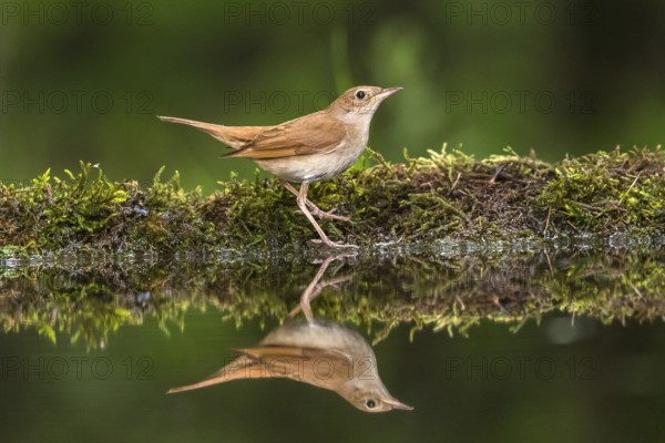 Common Nightingale (Luscinia megarhynchos) at a waterhole, Subotica, Serbia