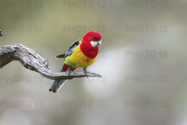 Eastern Rosella (Platycercus eximius) male perched on a branch, Victoria, Australia