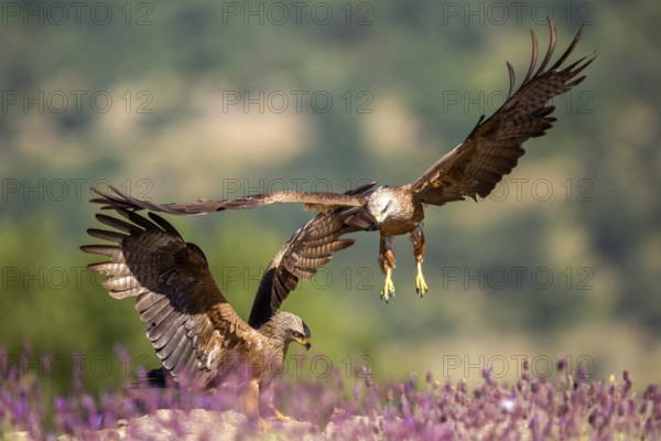 Black Kite (Milvus migrans) flying, Madrid, Spain