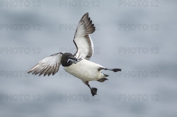 Razorbill (Alca torda islandica) flying with sandeels in beak, Iceland