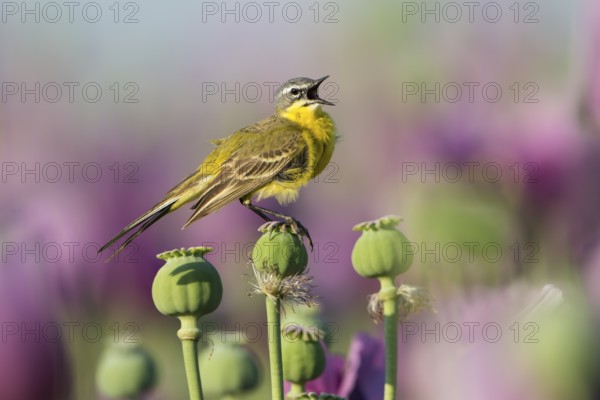 Western Yellow Wagtail (Motacilla flava) male perched on a poppy seed (Papaver somniferum) capsule, Saxony, Germany
