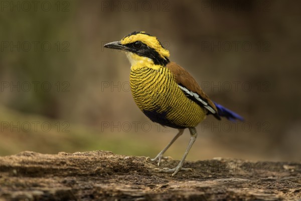 Bornean Banded Pitta (Hydrornis schwaneri) young male perched on a log, Sabah, Malaysia