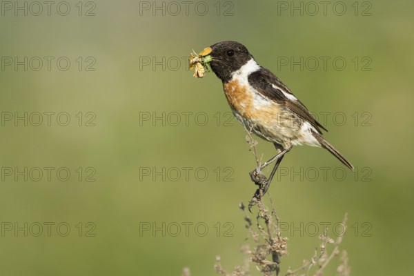 European Stonechat (Saxicola rubicola) male with insect in its beak, Rhineland-Palatinate, Germany